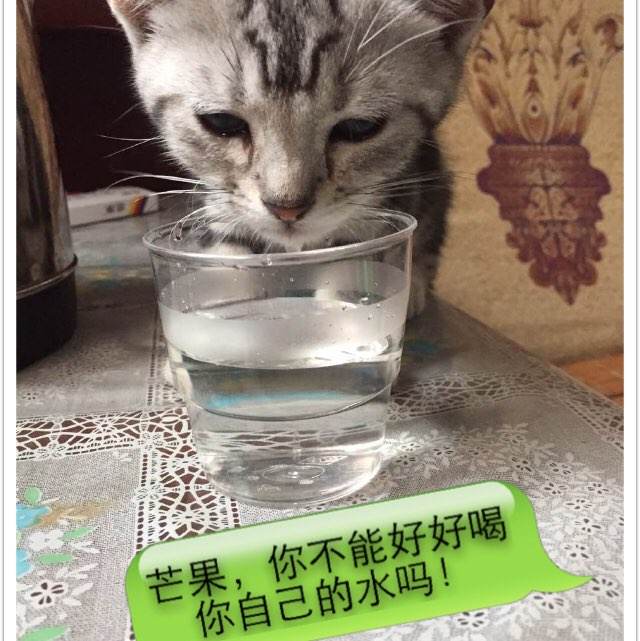 哪里能办理布法罗州立学院文凭毕业证